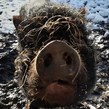 בית נופש Le Pressoir *