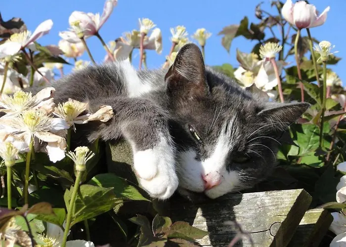 Le Pressoir Casa vacanze *