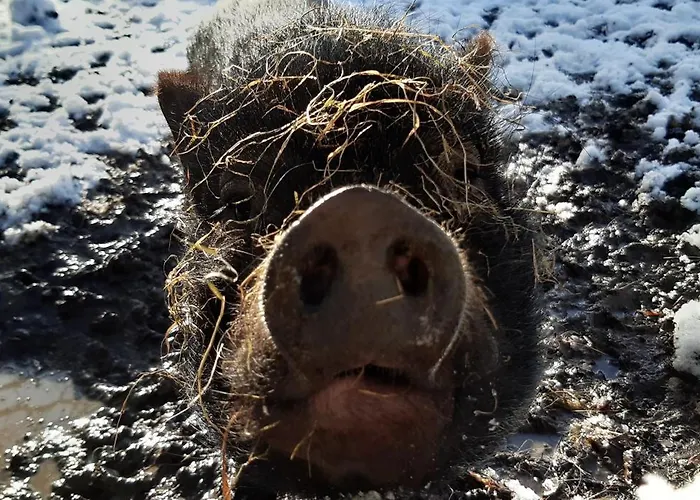 Tatil Evi Le Pressoir *