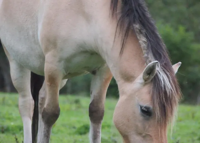 Le Pressoir Casa vacanze *