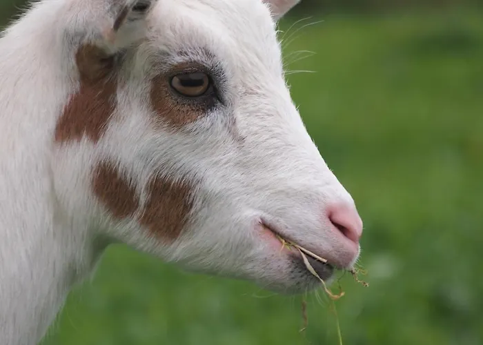 Tatil Evi Le Pressoir *